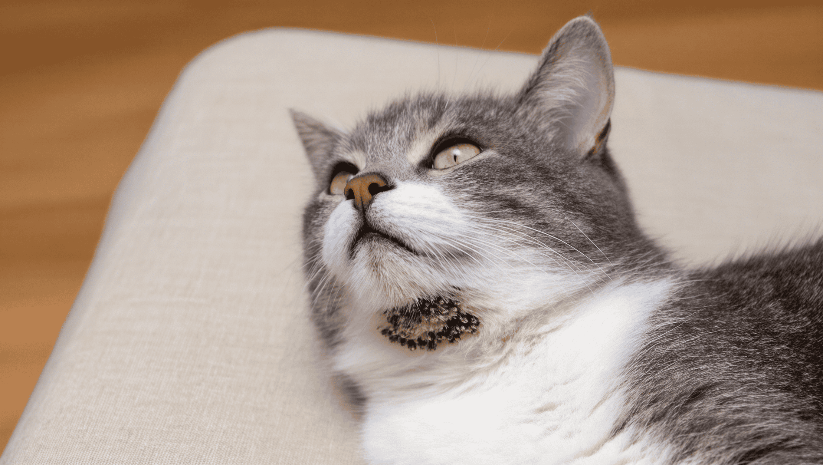 kedilerde-cene-aknesi3 Kedilerde Çene Aknesi: Nedenleri, Belirtileri ve Çözüm