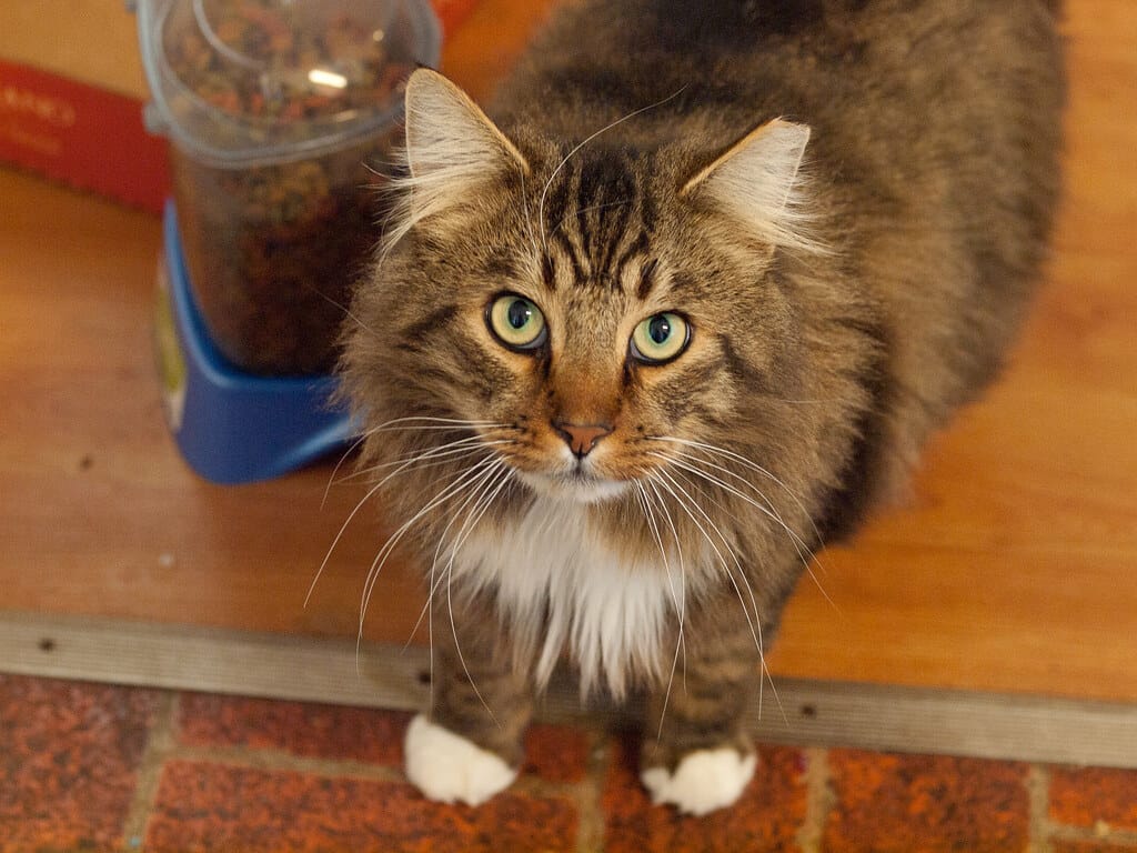 kedi-kumu-cesitleri-3 Kedi Kumu Çeşitleri: Bentonit, Silika, Doğal Kum Karşılaştırma Rehberi