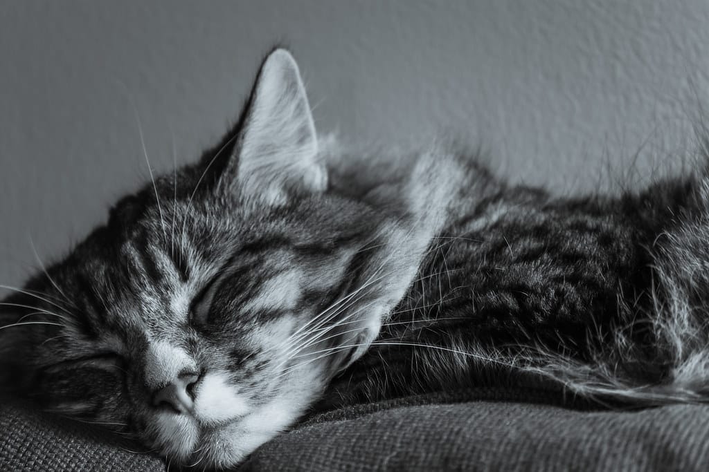 kediler-neden-mirlar-2 Kediler Neden Mırlar? Mırlama Davranışının Sırları ve Bilimsel Gerçekler