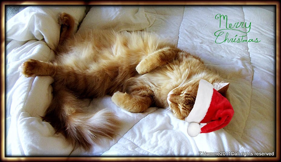 kediler-neden-mirlar-3 Kediler Neden Mırlar? Mırlama Davranışının Sırları ve Bilimsel Gerçekler