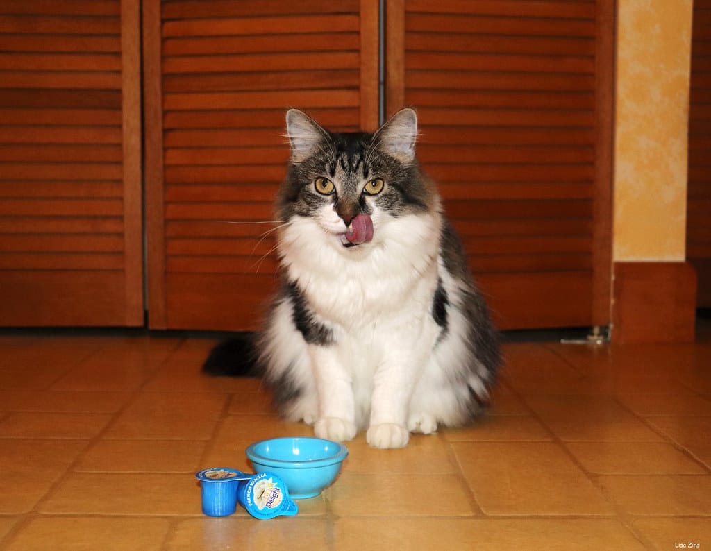 kediler-sut-icebilir-mi-2 Kediler Süt İçebilir mi? Laktoz İntoleransı ve Güvenli Alternatifler