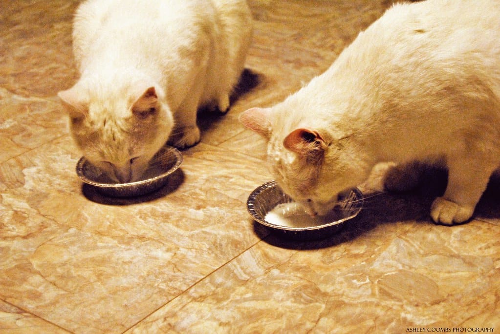 kediler-sut-icebilir-mi-3 Kediler Süt İçebilir mi? Laktoz İntoleransı ve Güvenli Alternatifler