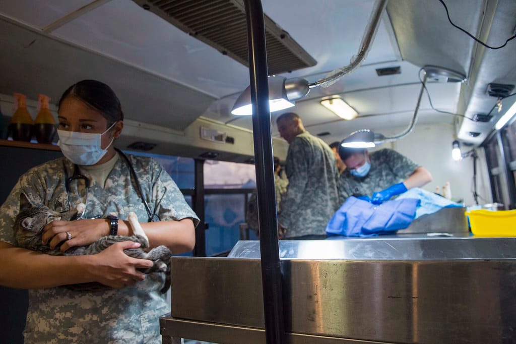 kedilerde-bobrek-yetmezligi-3 Kedilerde Böbrek Yetmezliği: Belirtiler, Nedenleri ve Bakım Rehberi